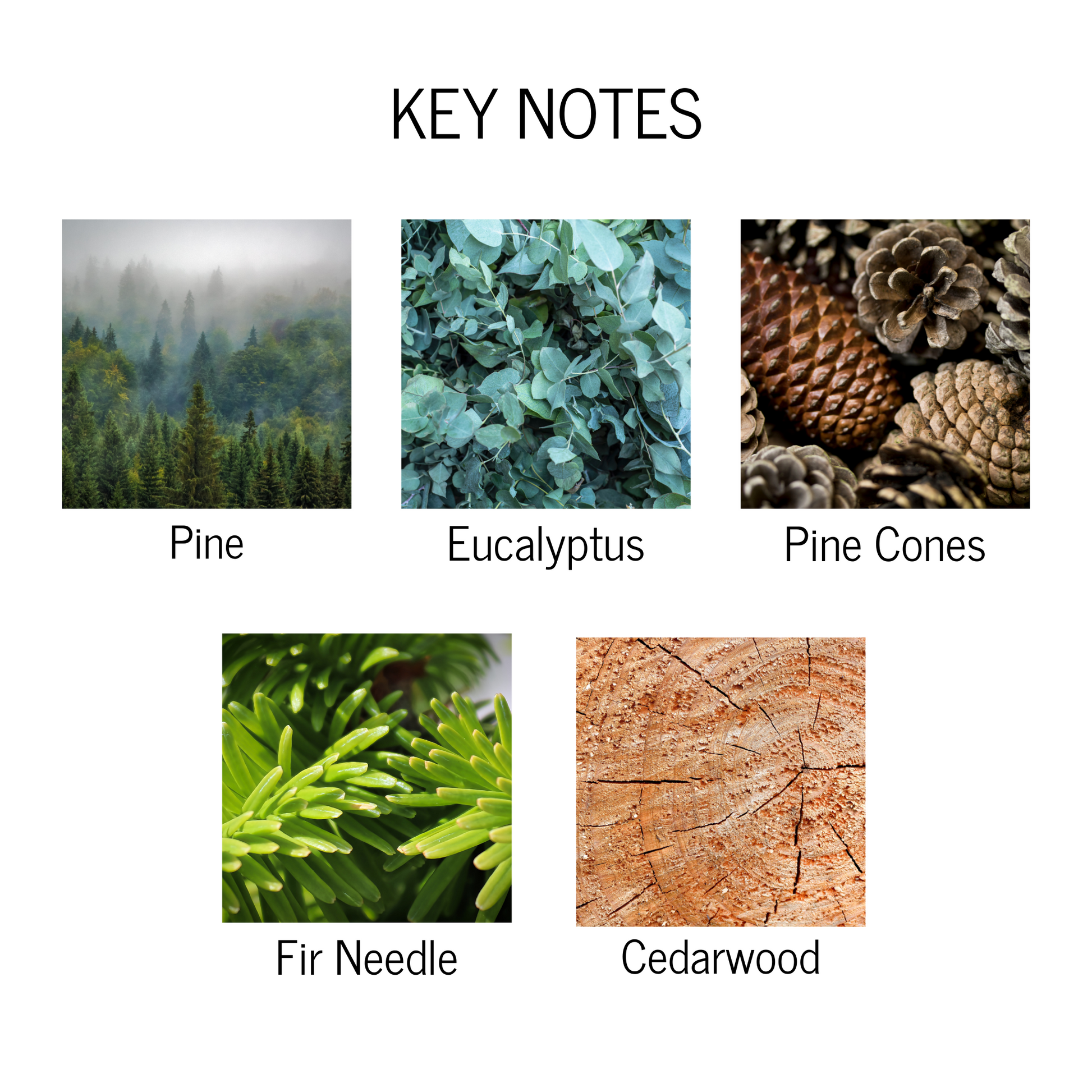 Key notes of pine, eucalyptus, pine cones, fir needle and cedarwood.