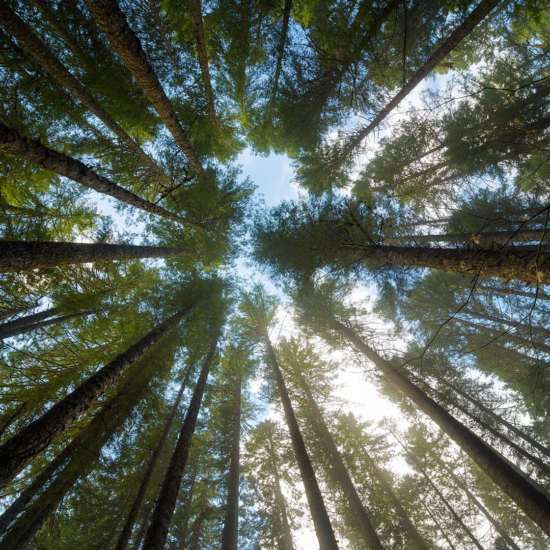 Towering Fir Trees in Oregon Forest State Park